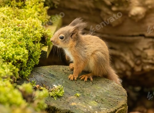 Preview: Cute and tiny baby Scottish red squirrel in the woodland looking for food