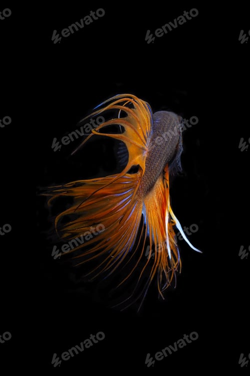 Preview: Orang Crown Tail Fighting Fish