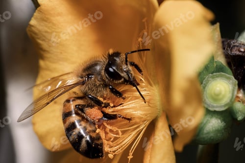 Preview: Closeup shot of the honey bee sitting on the flower