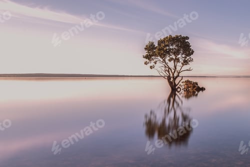 Preview: Long exposure tree in water with reflections