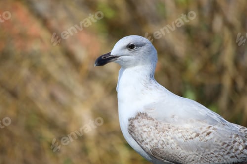 Preview: Close-Up Shot of a Seagull Against Natural Blurry Background