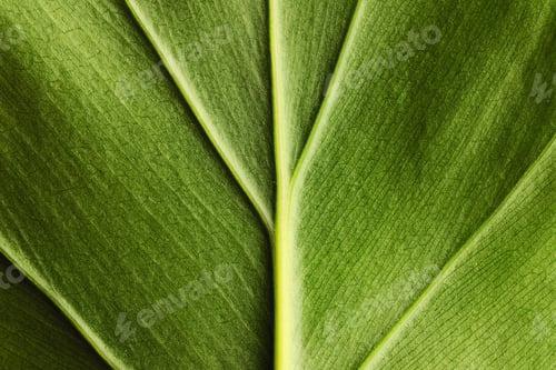 Preview: Leaf background
