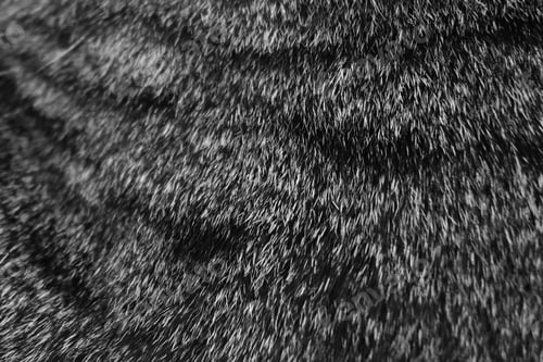 Preview: Cat fur texture background. Monochrome photo.