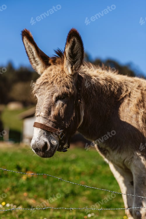 Preview: portrait of a donkey