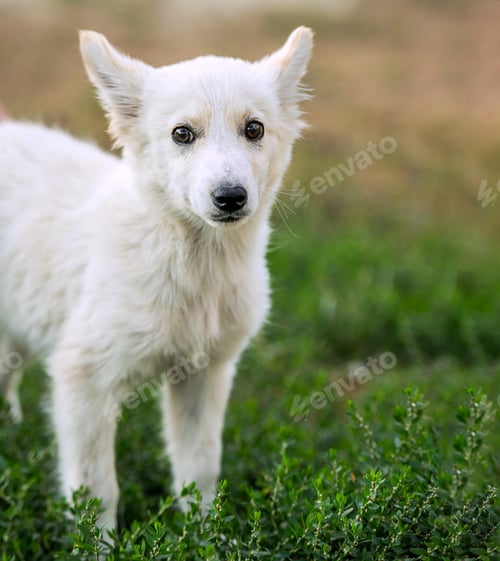 Preview: mongrel puppy sitting on grass