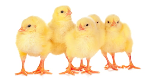 Preview: chicks in front of white background