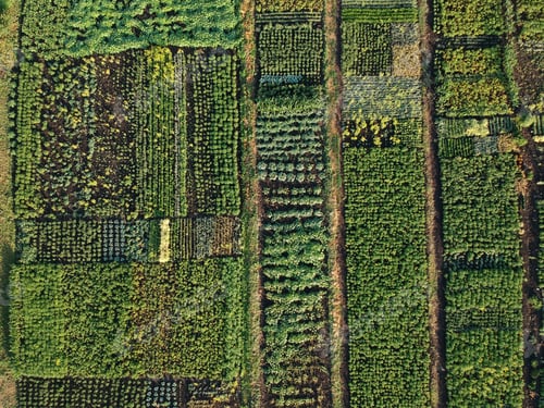 Preview: Green vegetable garden, aerial view