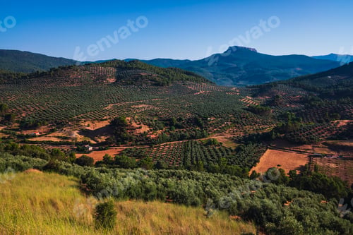 Preview: Olive fields in the highlands, surrounded by lush mountains in Spain.