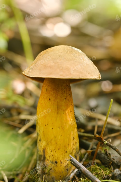 Preview: A flywheel mushroom growing in the forest. Mushroom picking. Forest mushrooms