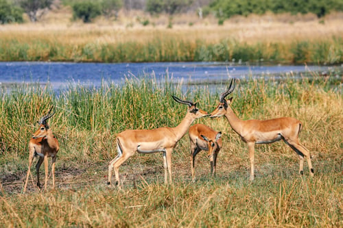 Preview: Group of impala, Botswana