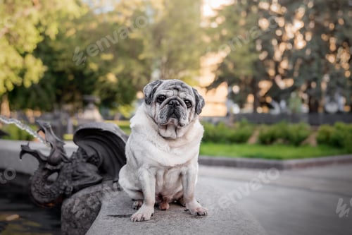 Preview: Happy cute dog. Old pug breed sitting on green grass in garden. Old dog concept. Senior dog