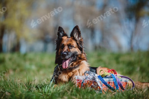 Preview: Portrait of a German shepherd dog. Dog outdoor. Purebred dog.