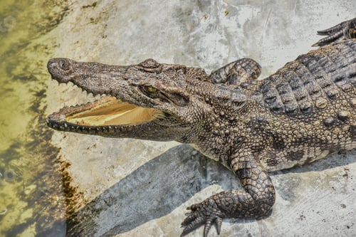 Preview: Young crocodile opening mouth and resting under the sun. Close up large reptiles. close up crocodile