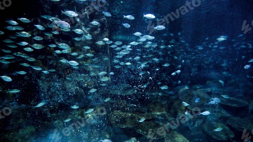 Preview: Air bubbles flowing between lots of fishes and sharks swimming in sea water with cliffs and corals