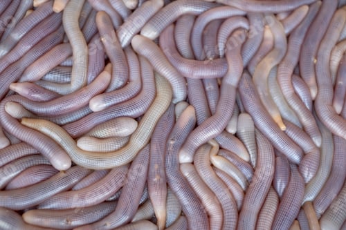 Preview: the squid