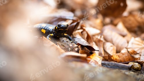 Preview: Fire salamander hiding in dry orange foliage in autumn nature