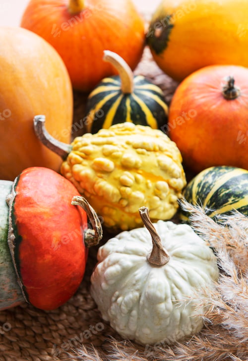 Preview: Fall composition with multi color pumpkins