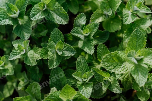 Preview: Close-up of growing mint in the garden.