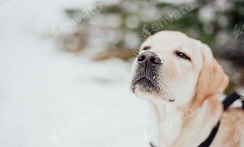 Preview: Snow on the dog's nose. Labrador dog portrait. Walk outside in winter.