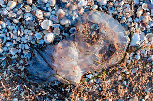 Preview: Close-up of big jellyfish washed ashore on beach