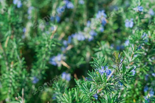 Preview: Flowering rosemary plants in herb garden selective focus