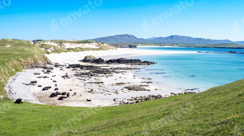 Preview: Cows in Balnakeil beach in Sutherland, Scotland