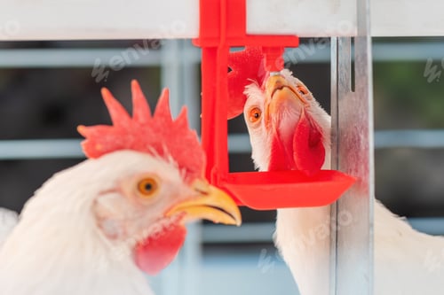 Preview: Close up of chicken hen drinking water in cage