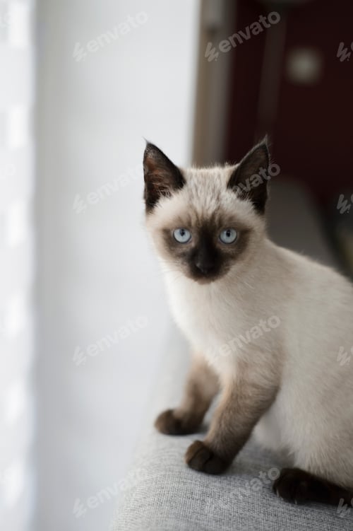 Preview: Portrait of a Siamese cat on a coach