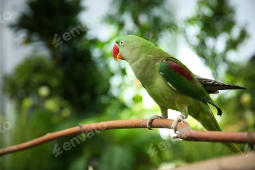 Preview: Beautiful Alexandrine Parakeet on tree branch outdoors
