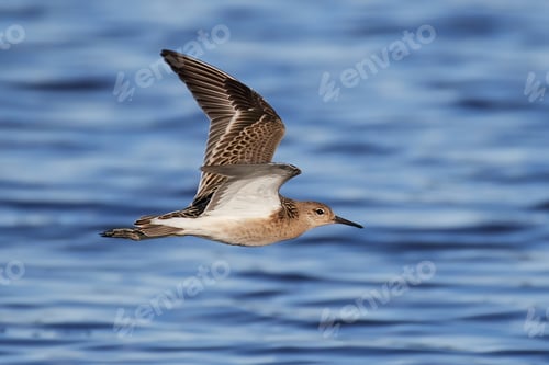 Preview: Ruff (Philomachus pugnax)