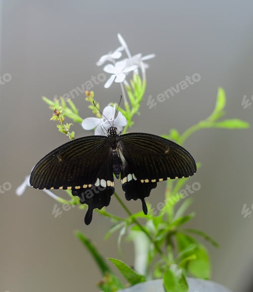 Preview: Male common Mormon butterfly sitting on a white flower bunch close-up photograph.