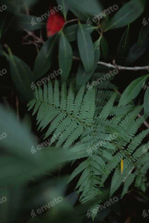 Preview: a plant growing through the leaves of bushes or trees in the forest