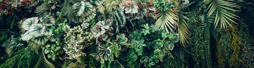 Preview: Close up group of background tropical green leaves texture and abstract background.