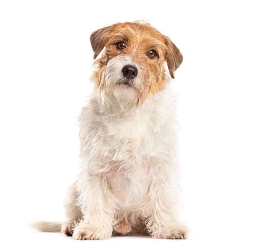 Preview: Adorable jack russell terrier sitting and looking curious on white background