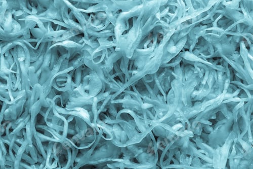 Preview: Cabbage Shredded And Fermented For A Background And Texture Closeup Of Blue Tone