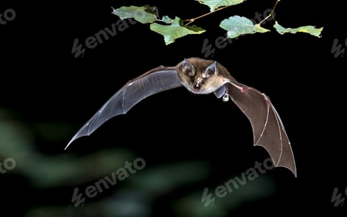 Preview: Flying Greater horseshoe bat in forest