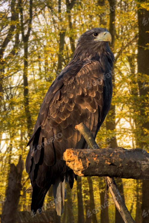 Preview: Golden eagle on a branch against the background of the autumn forest