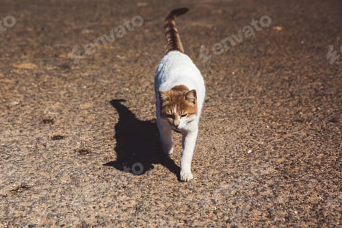 Preview: Homeless street cat walks on the streets of Cyprus