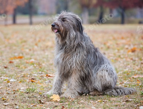 Preview: Briard dog in autumn park