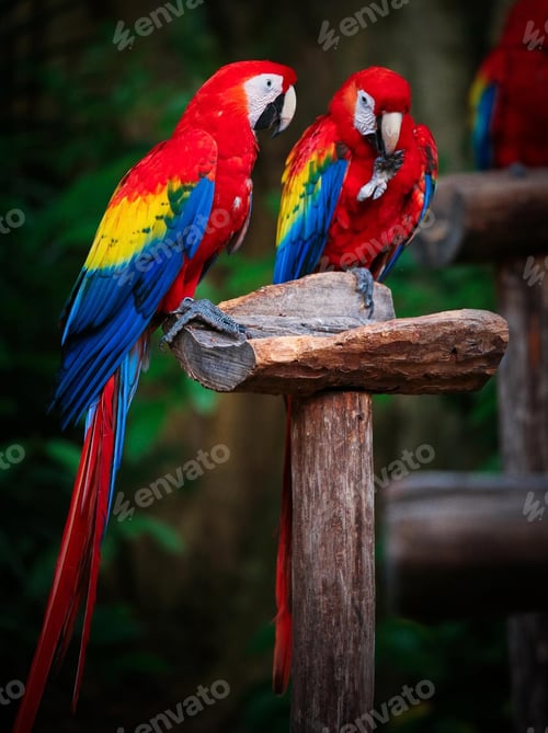 Preview: bird, parrot, Scarlet, Macaw