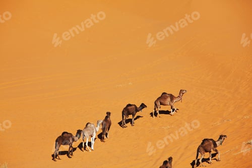 Preview: Caravan in desert