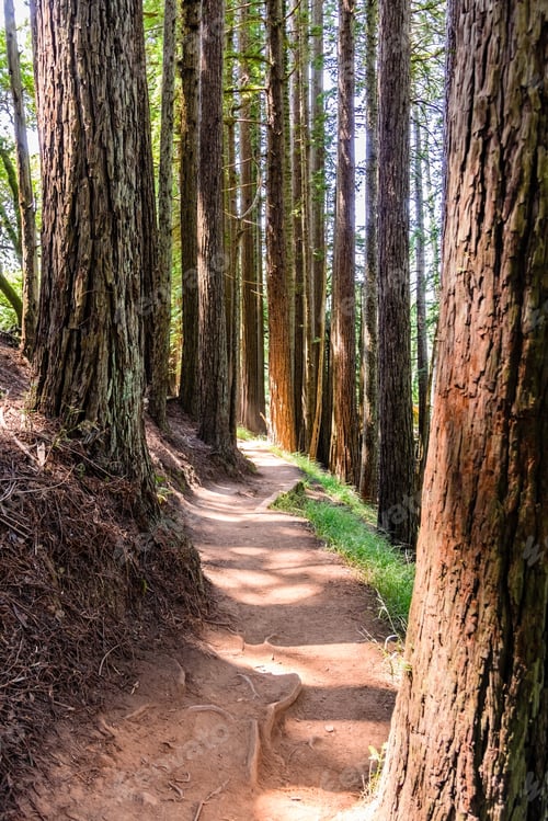 Preview: Hiking trail through the redwood forests of Muir Woods