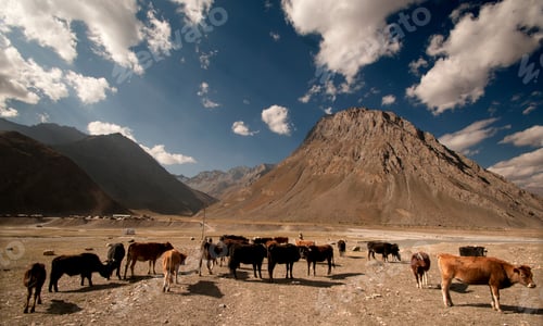 Preview: Livestock on himalayas landscape, Ladakh, India.