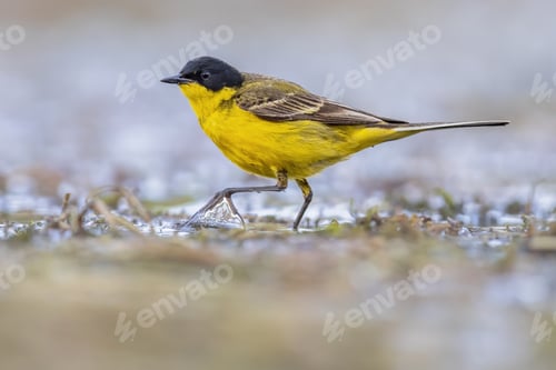 Preview: Western Yellow Wagtail bird foraging in lake