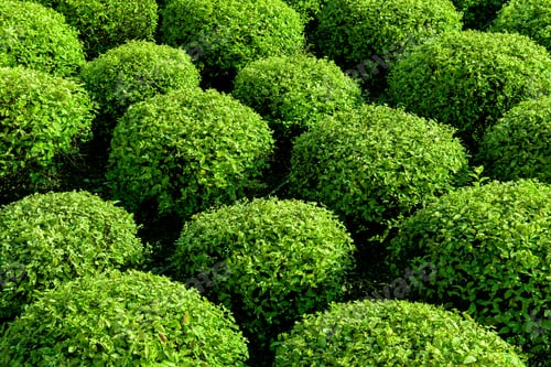 Preview: Lot of round green bushes in the garden. Can be used as background,