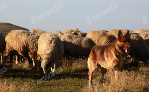 Preview: sheep herd and wolf dog