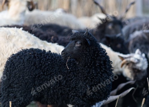 Preview: hungarian racka sheep grazing on meadow