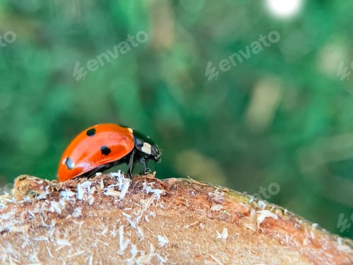 Preview: Defocused nature background with bright Ladybug on a wooden stump. Close up image.