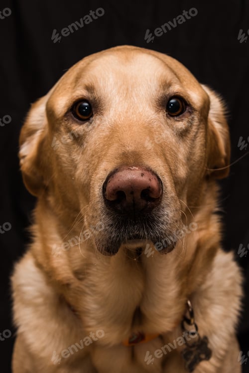 Preview: Headshot of a Labrador retriever dog on black background