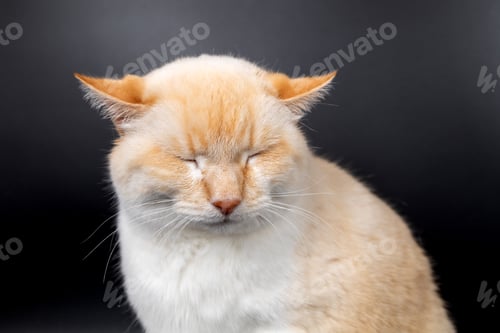 Preview: white red sick cat with lowered sore ears